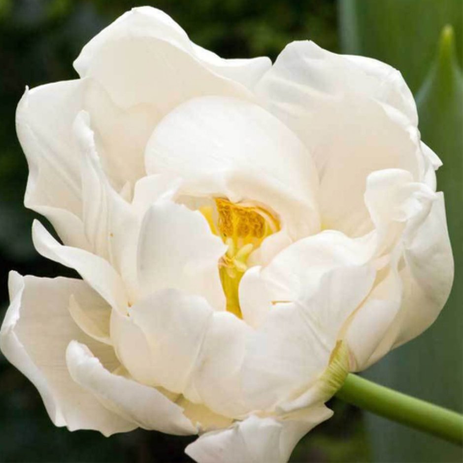 Тюльпан Мондиаль махровый