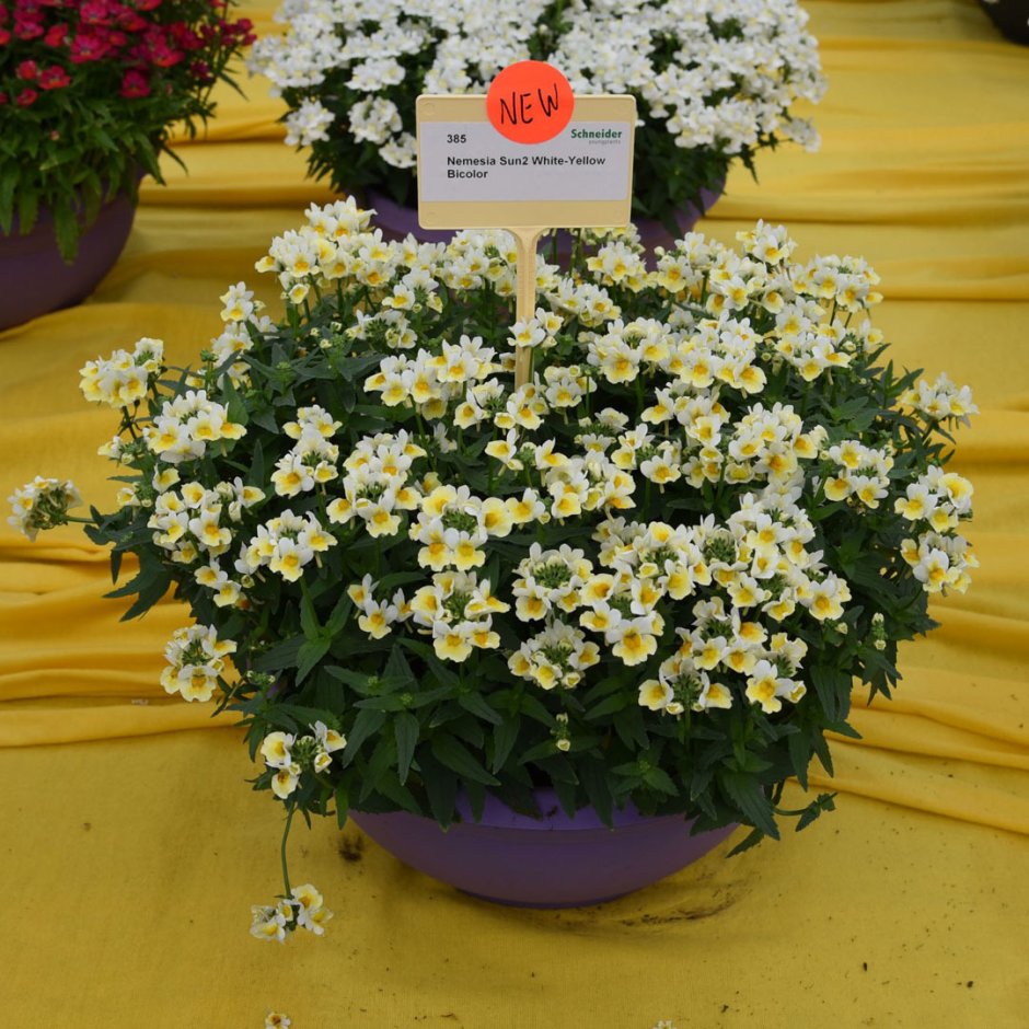 Немезия White-Yellow bicolor