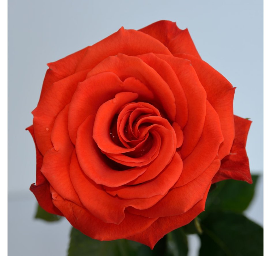 Роза сантана