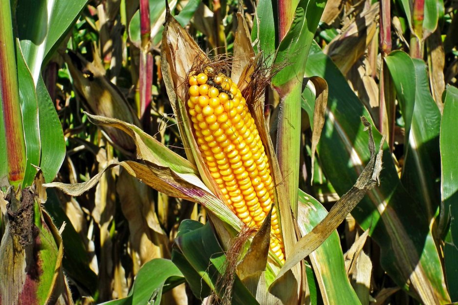 Кукуруза поле початки