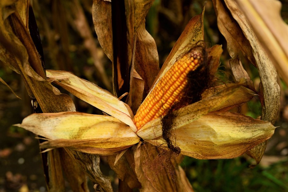 Кукуруза в природе