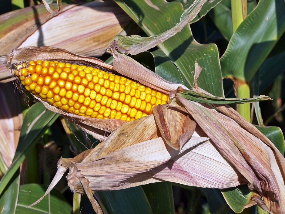 Суматра кукуруза