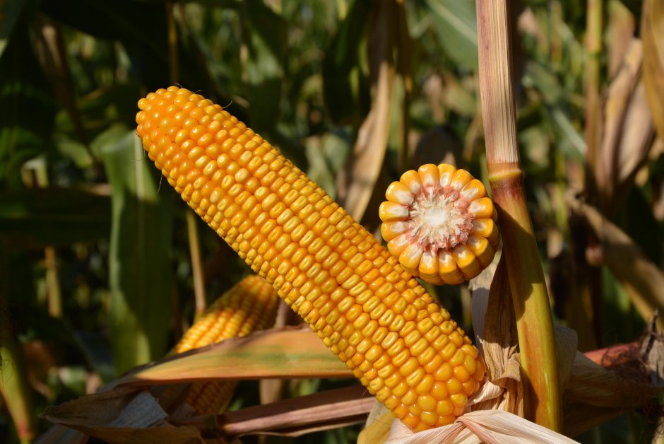 Высокая кукуруза