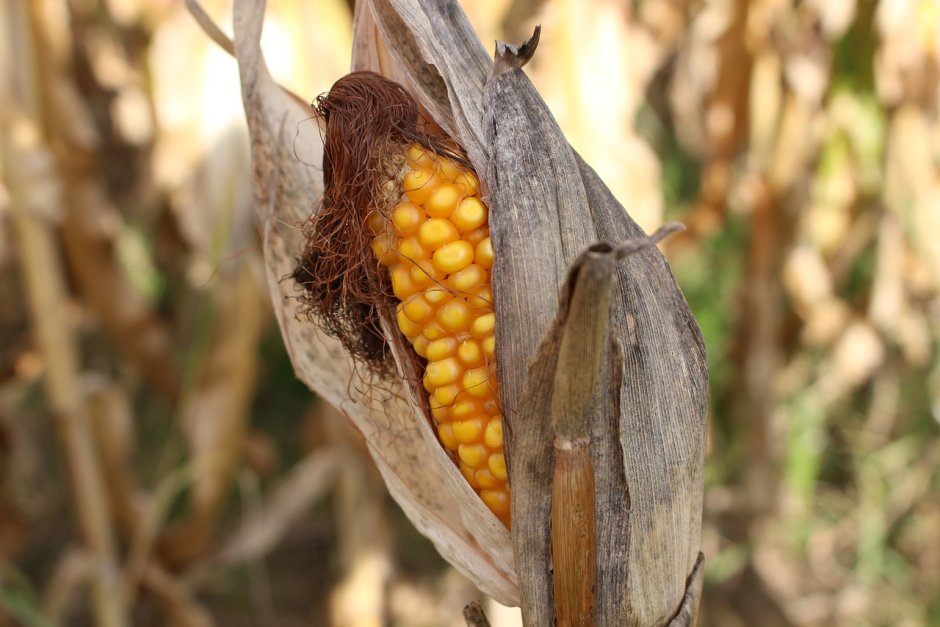 Дикая кукуруза в природе
