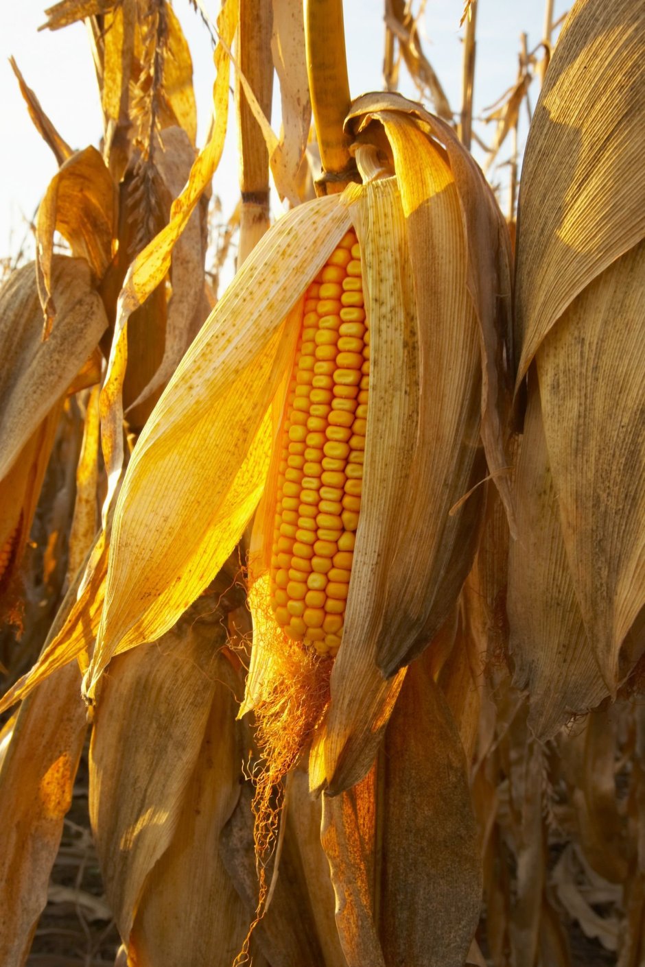 Маленькие початки кукурузы