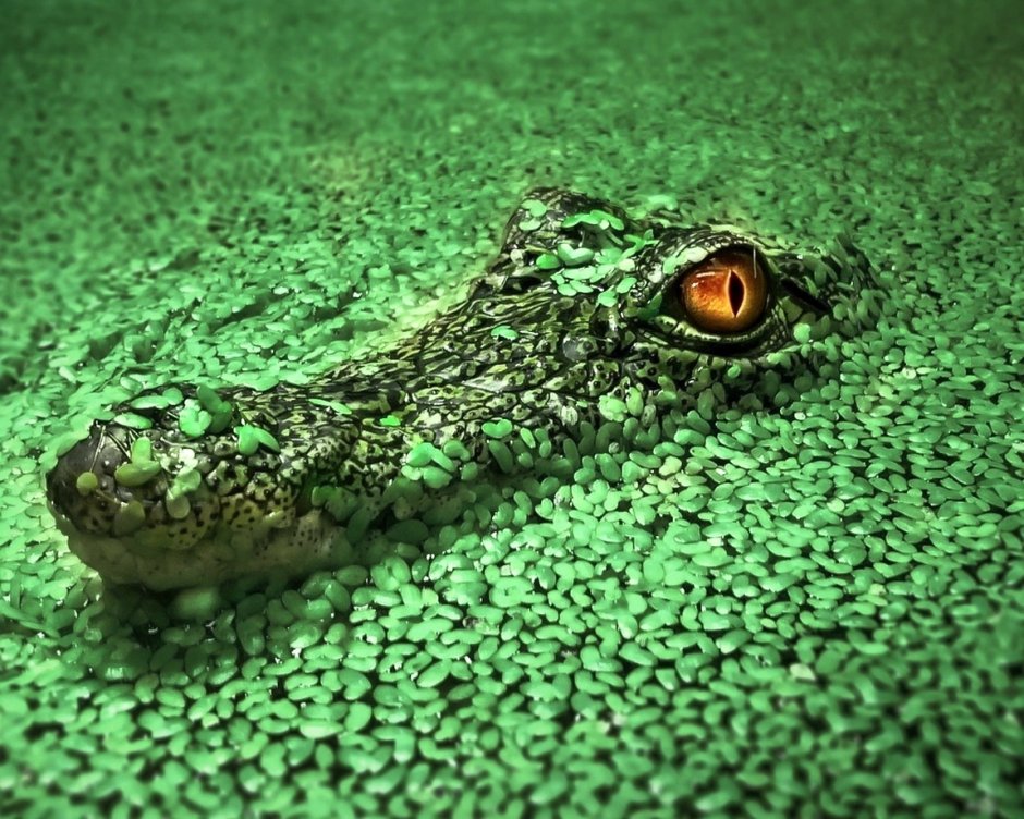Крокодил HD