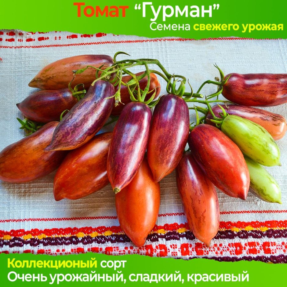 Slivka Gurman томат