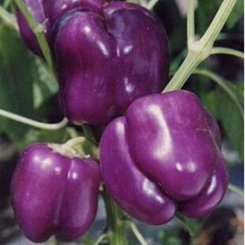 Перец сладкий гигант фиолетовый ф1