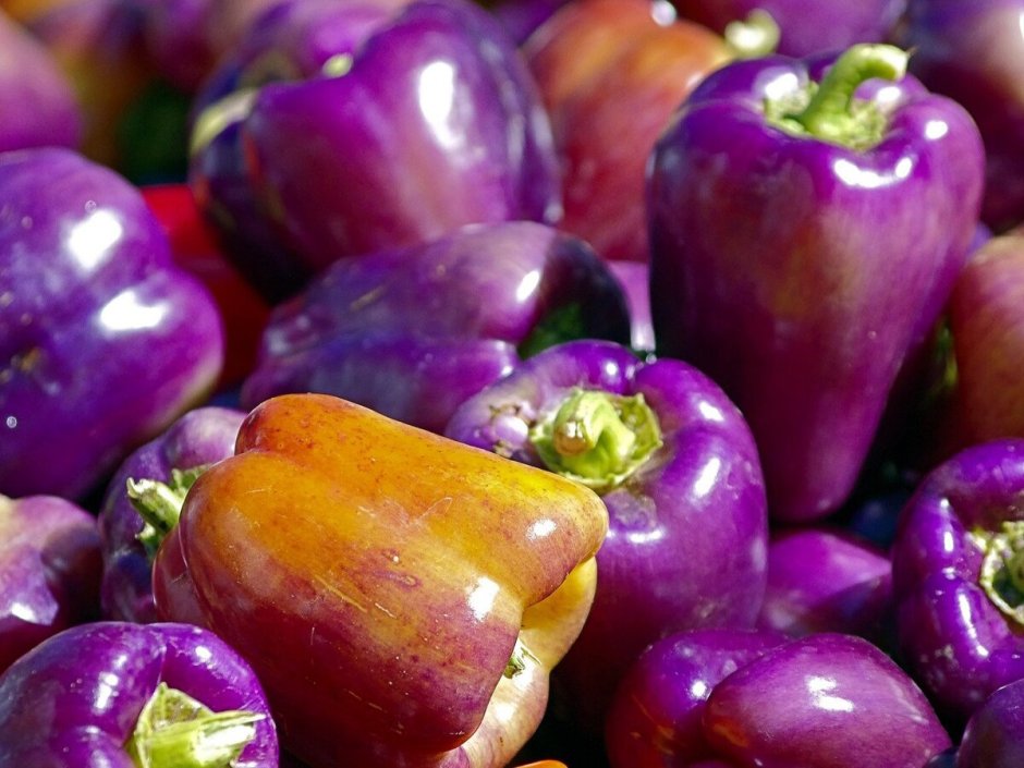 Фиолетовый перец болгарский сорт