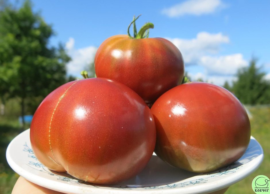 Чероки early томат
