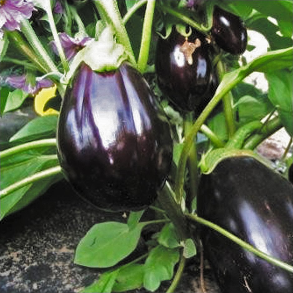 Семена баклажан черный красавец