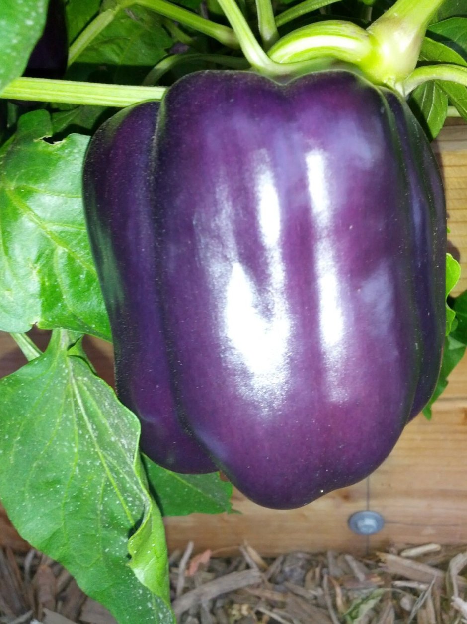 Семена перец пурпурный колокол