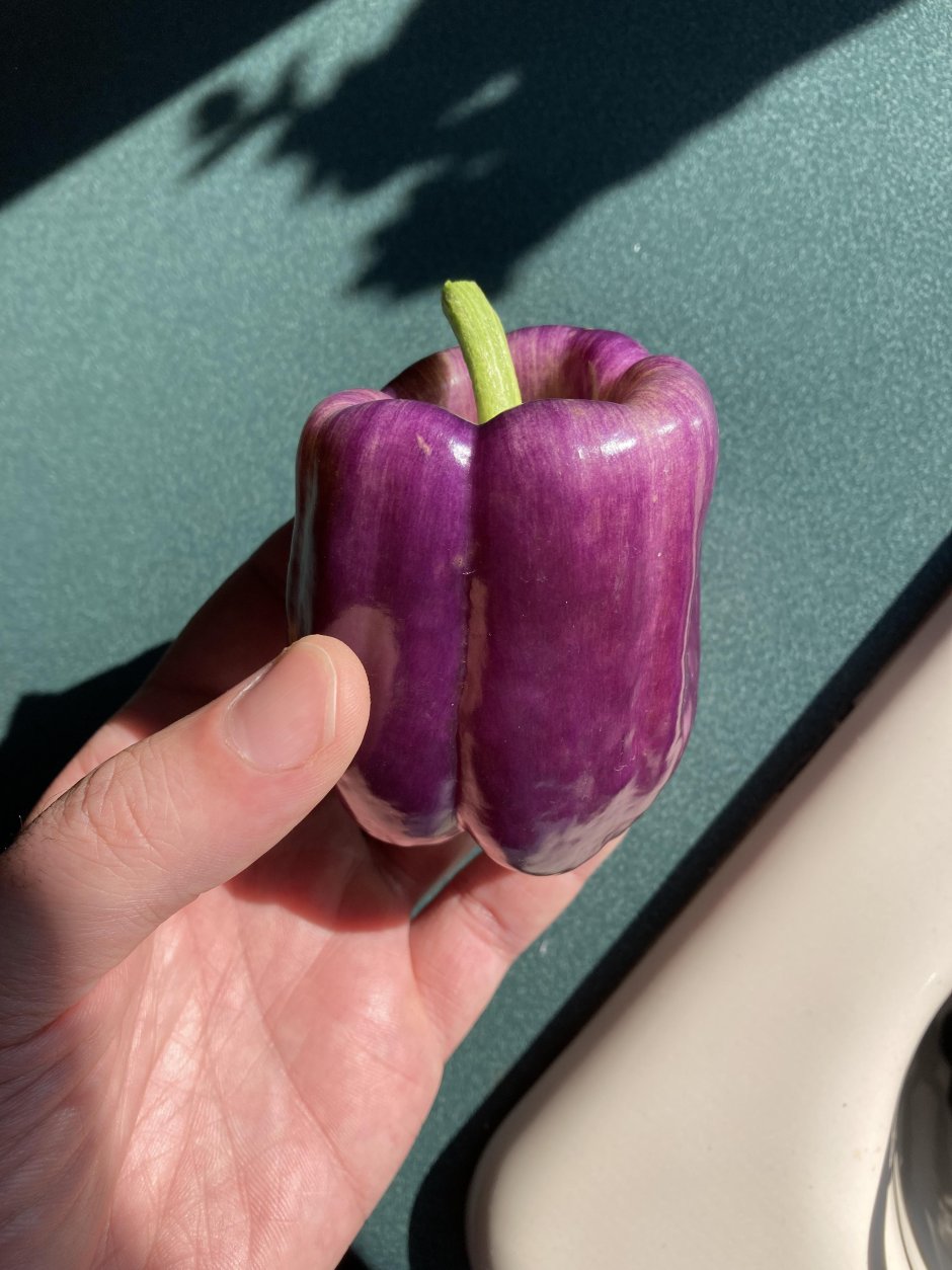 Сладкий перец фиолетового цвета