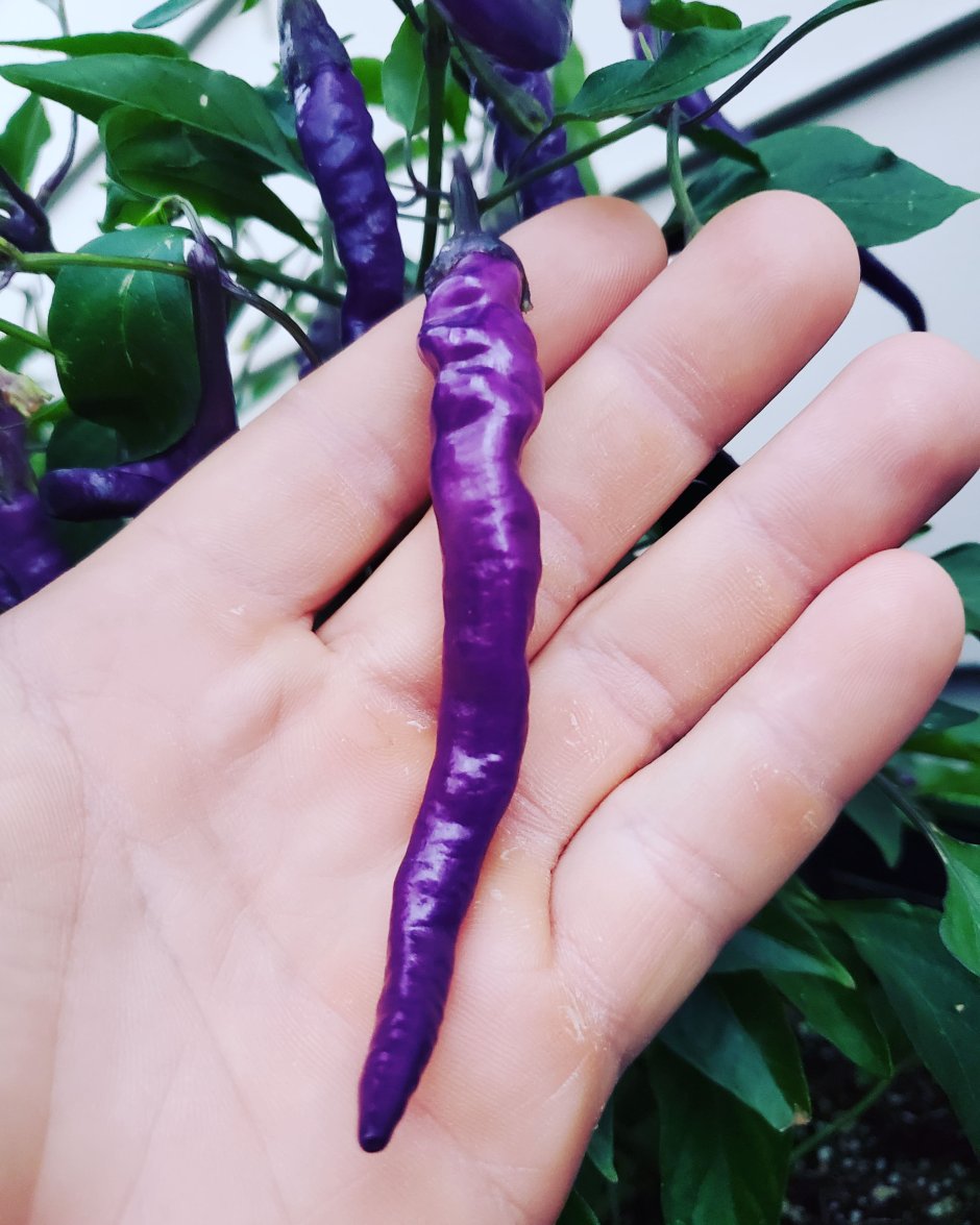 Фиолетовый перец острый