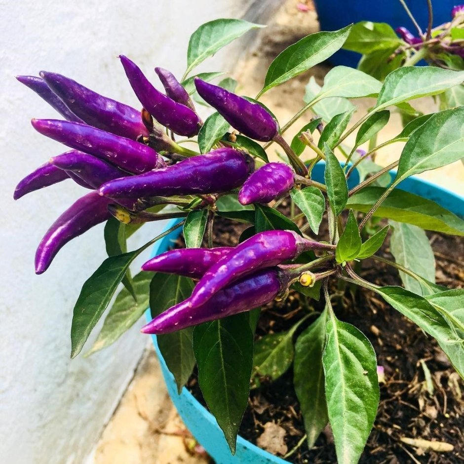 Фиолетовый перец Чили