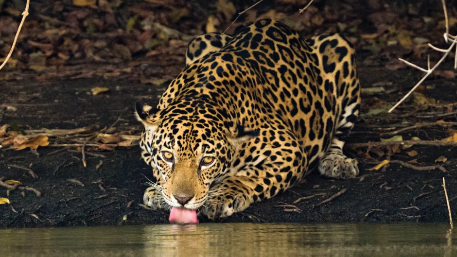 Ягуар в джунглях Коста Рики