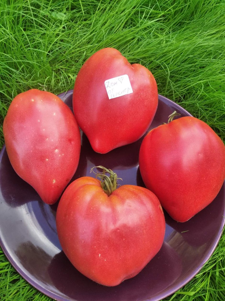 Семена томат сердце Гонсиоровских