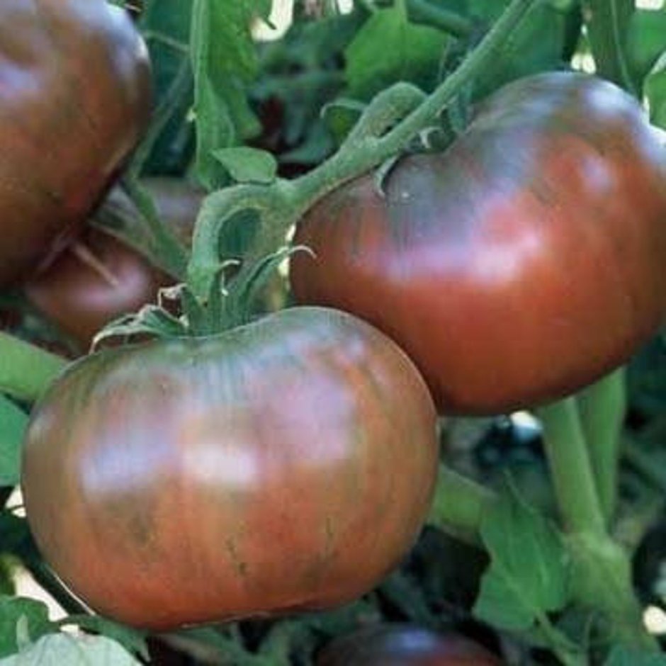 Cherokee Purple томат