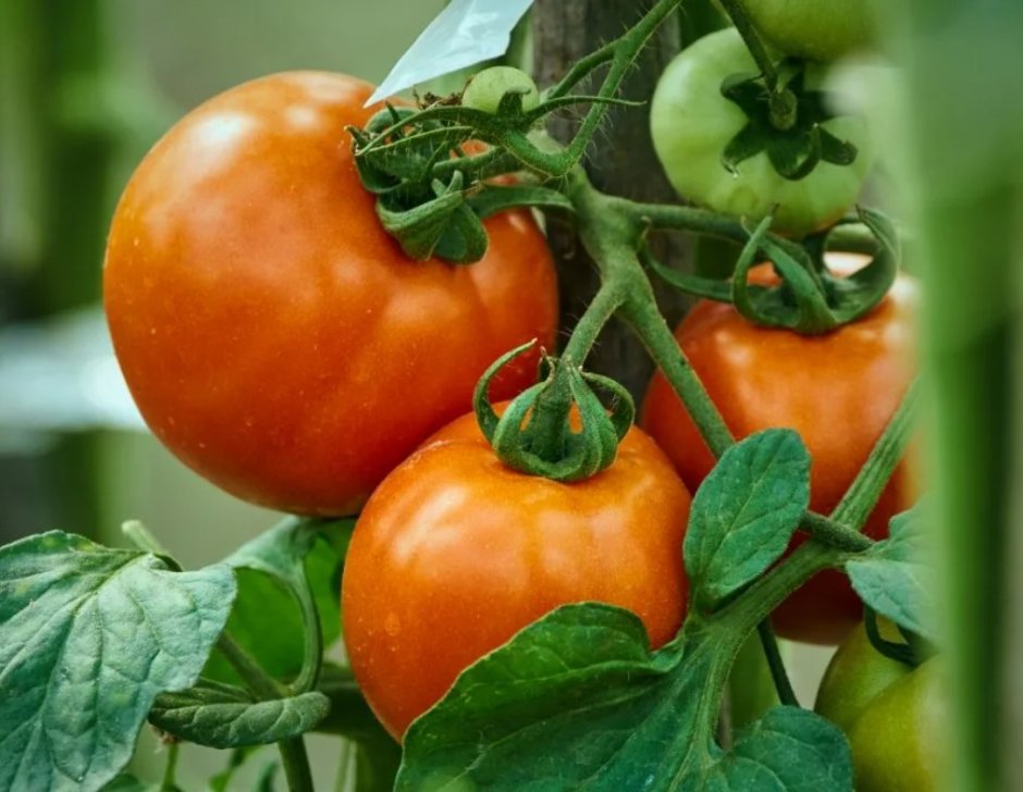 Урожайные сорта томатов Алеша