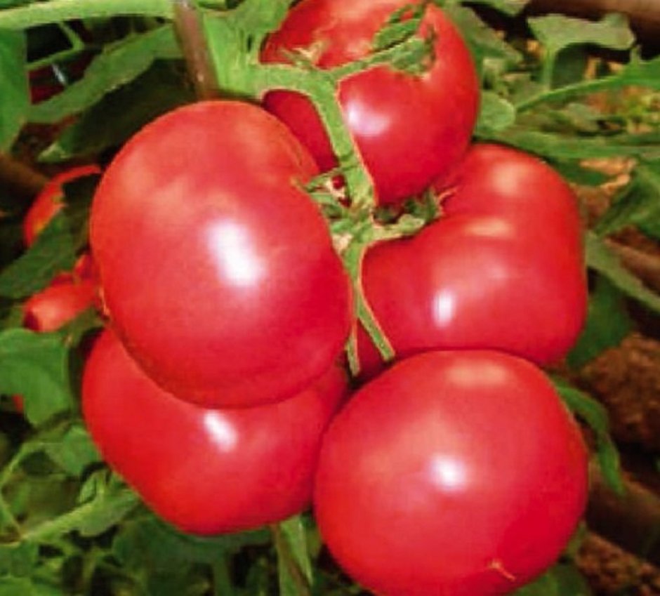 Сорта томатов Пинк Парадайз