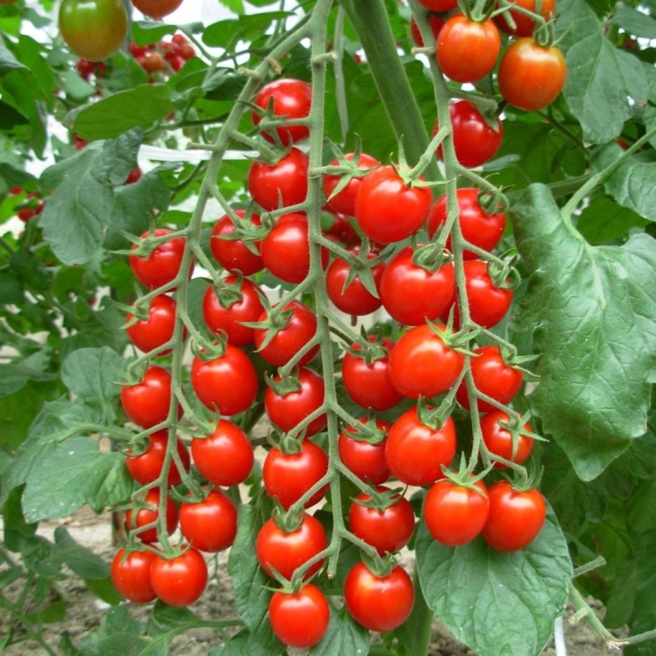 Черри Сакура томат сорт f1