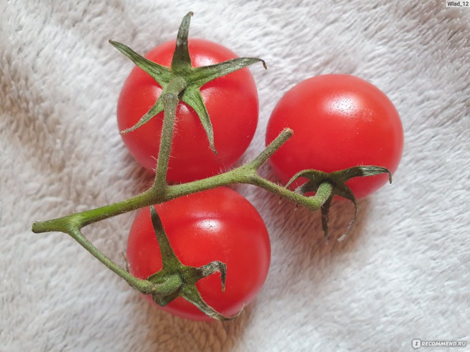 Сорт помидор Яблонька