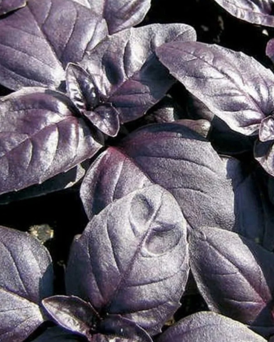 Базилик Реган фиолетовый