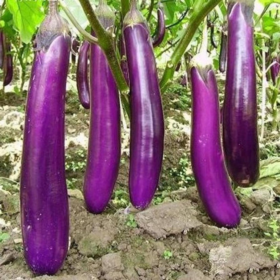 Баклажан феньюэн пурпурный (Fengyuan Purple)