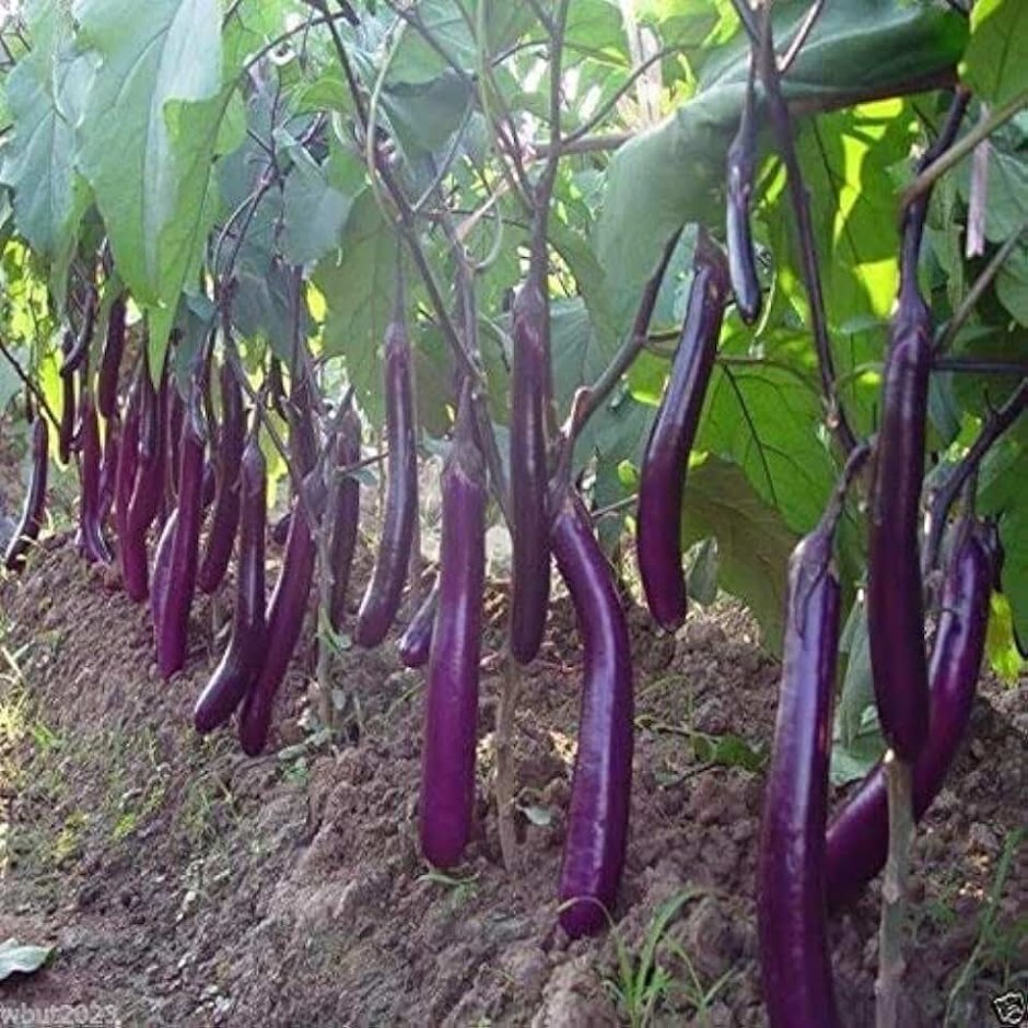 Сорт баклажан long Purple