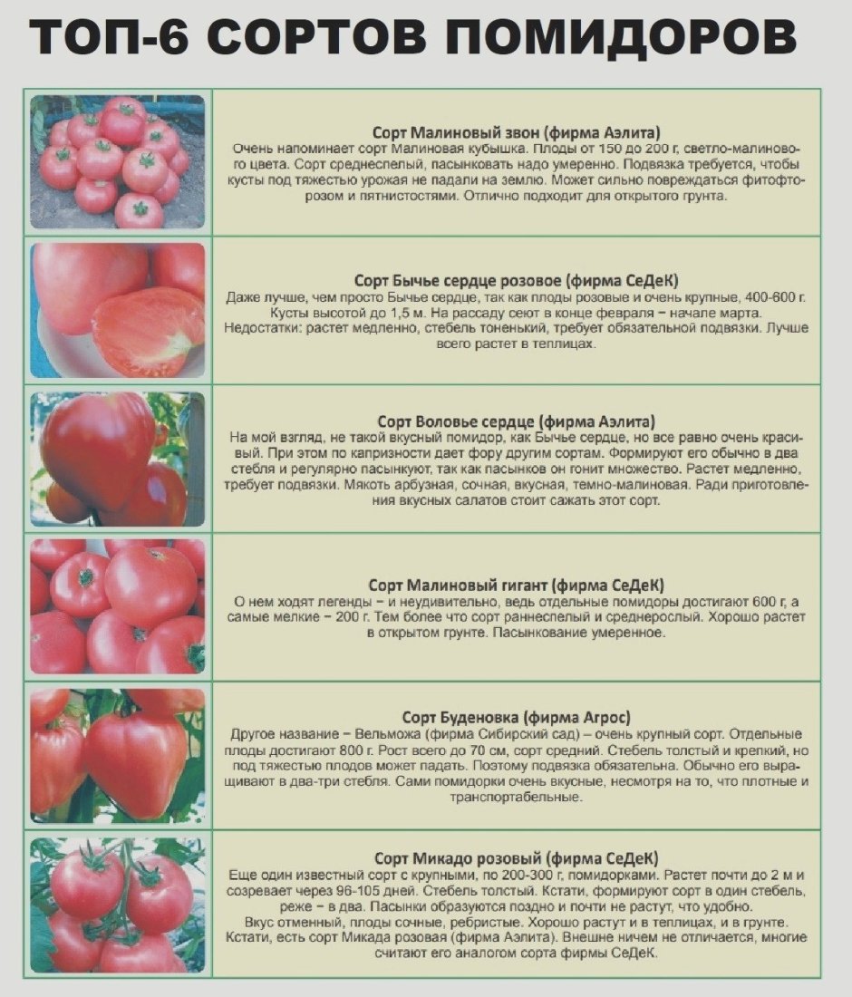 Интересные сорта томатов