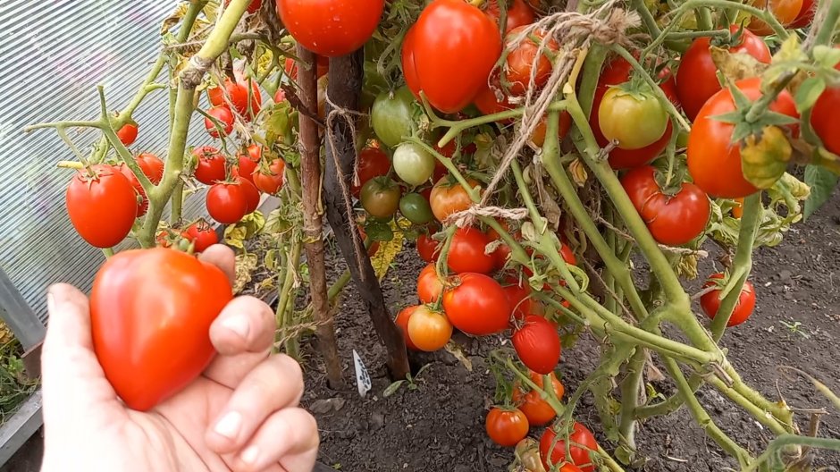 Ростовские помидоры