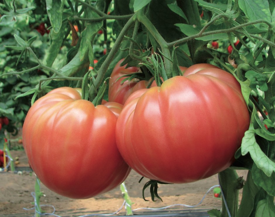 Крупноплодные сорта томатов