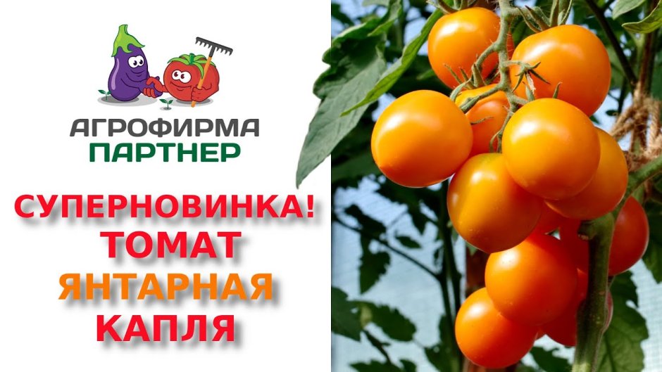 Партнер семена томата Янтарная капля