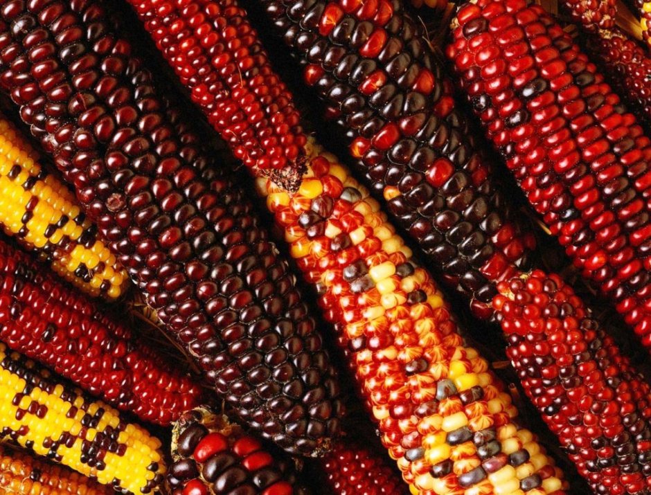 Цветная кукуруза сорт