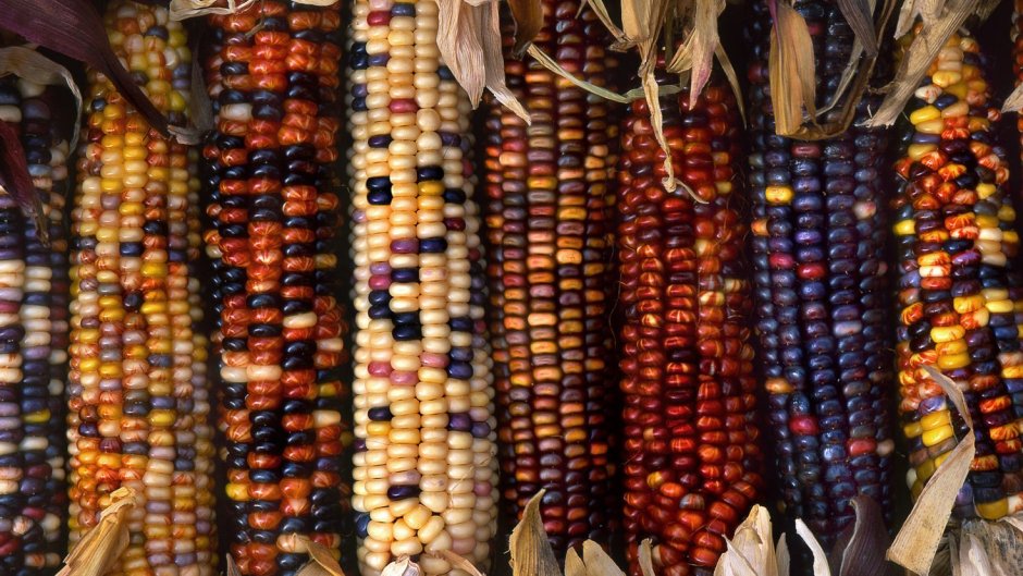 Маис кукуруза Мексика