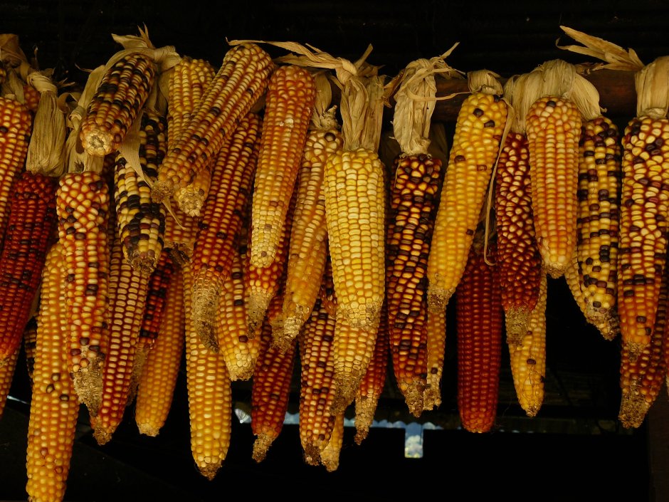 Початки подвидов кукурузы