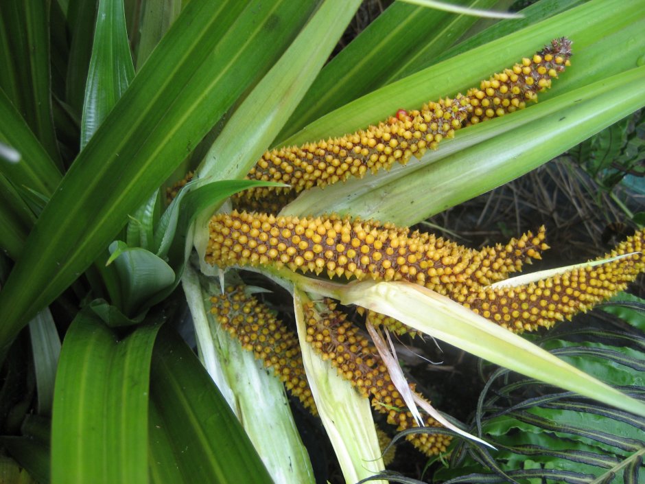 Пестичное соцветие кукурузы