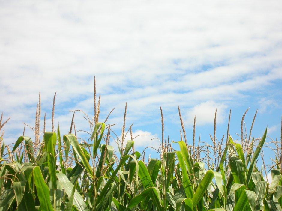 Кукурузное поле и небо