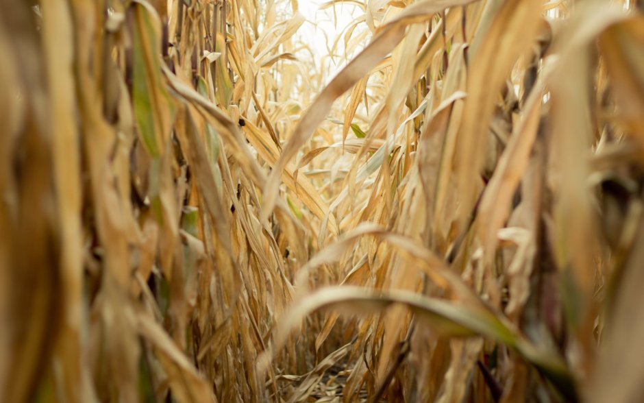 Кукурузное и пшеничное поле