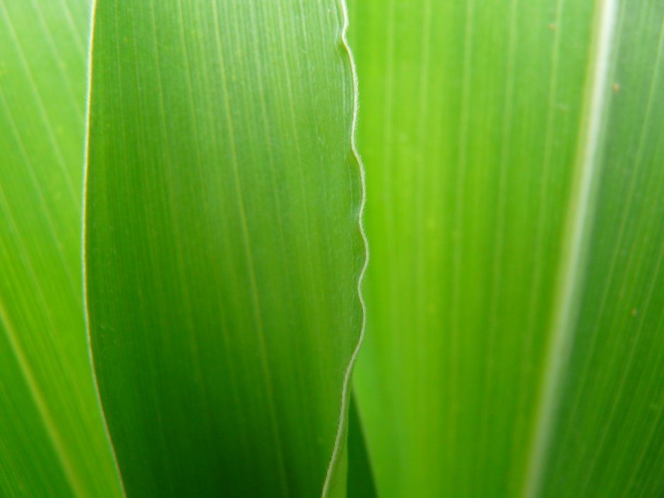 Лист кукурузы Макросъемка