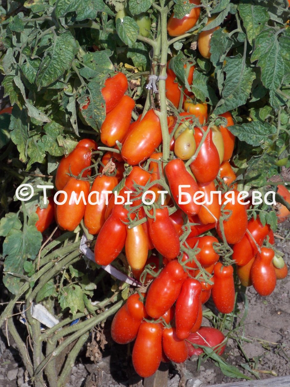 Жигало томаты томаты жигало