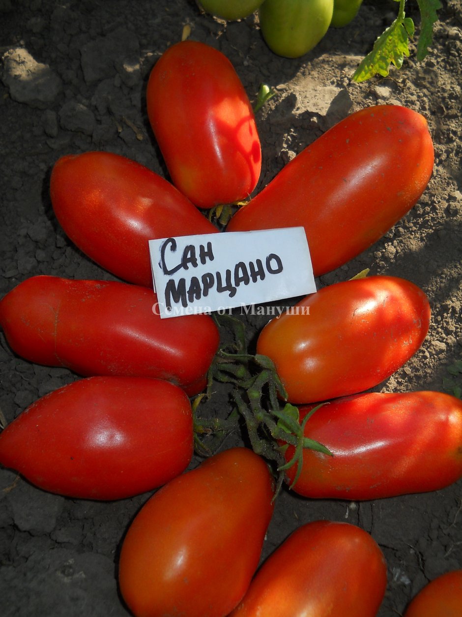 San Marzano томаты