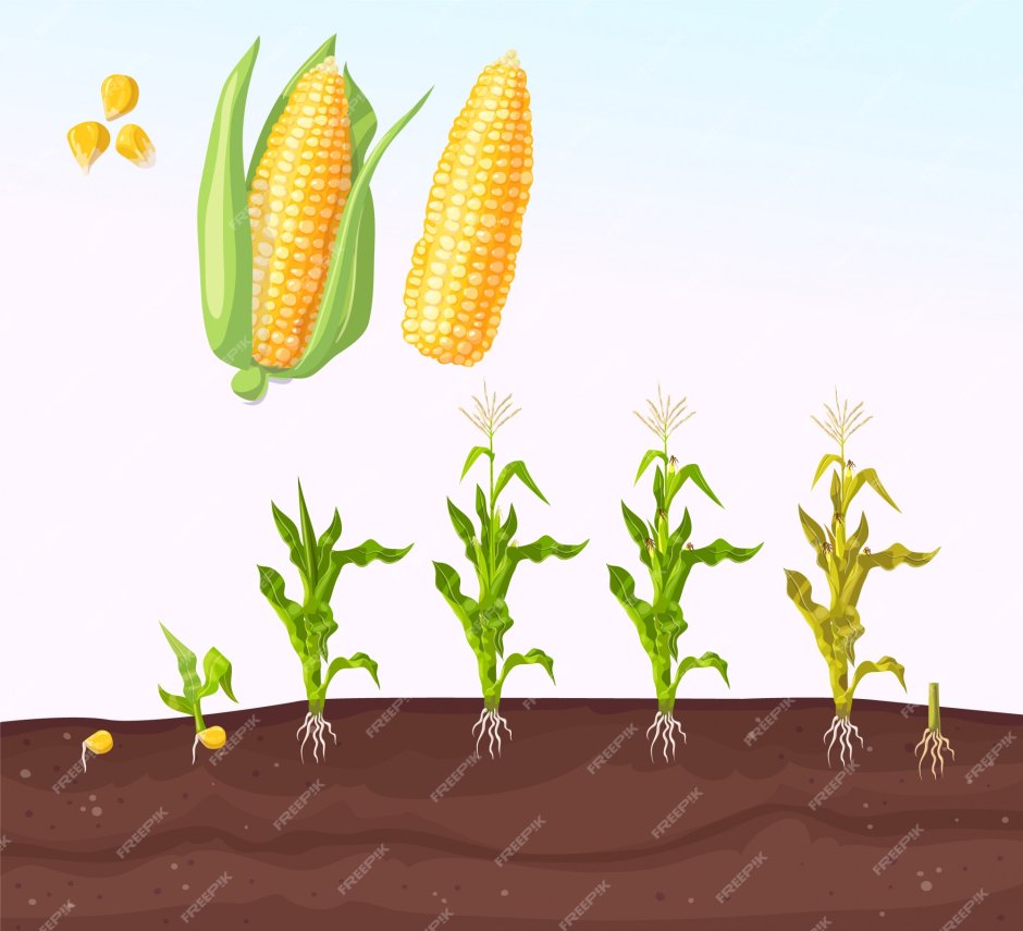 Этапы роста кукурузы