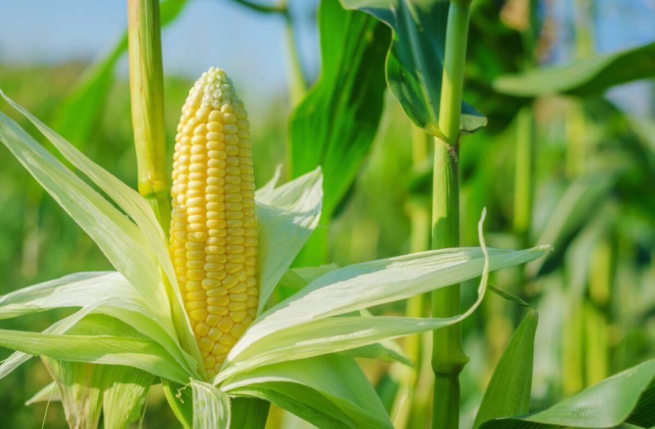 Полевая кукуруза