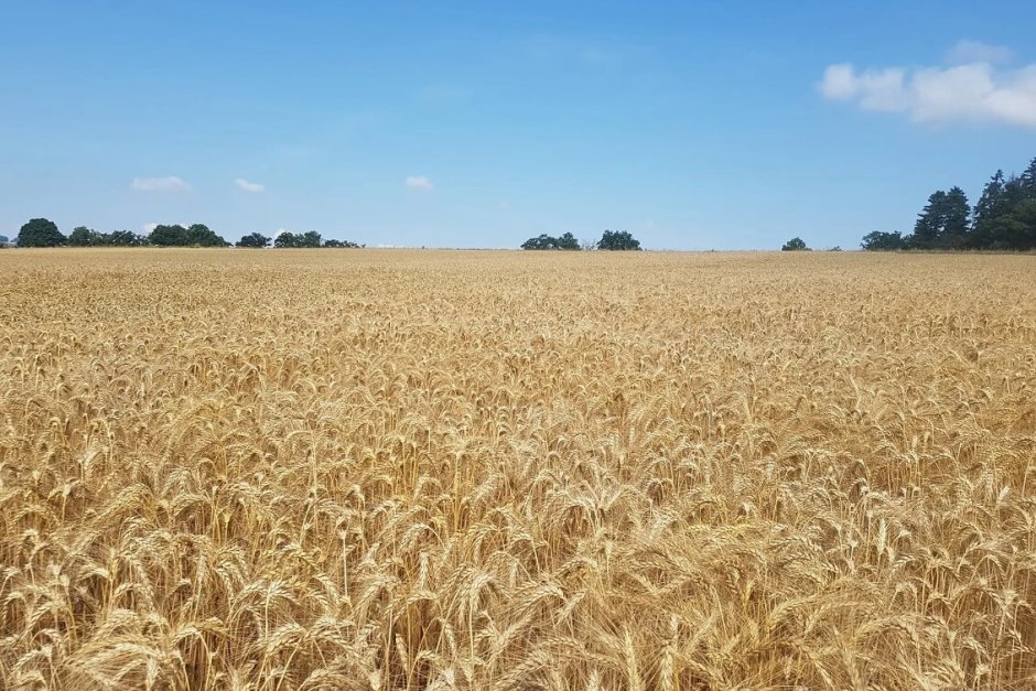 Сбор пшеницы