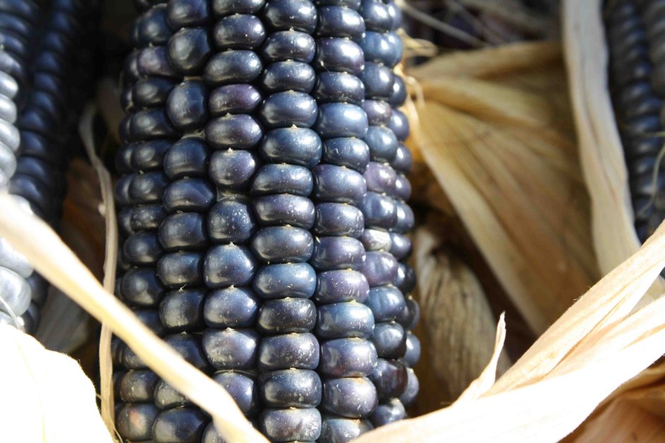 Голубая кукуруза Хоппи