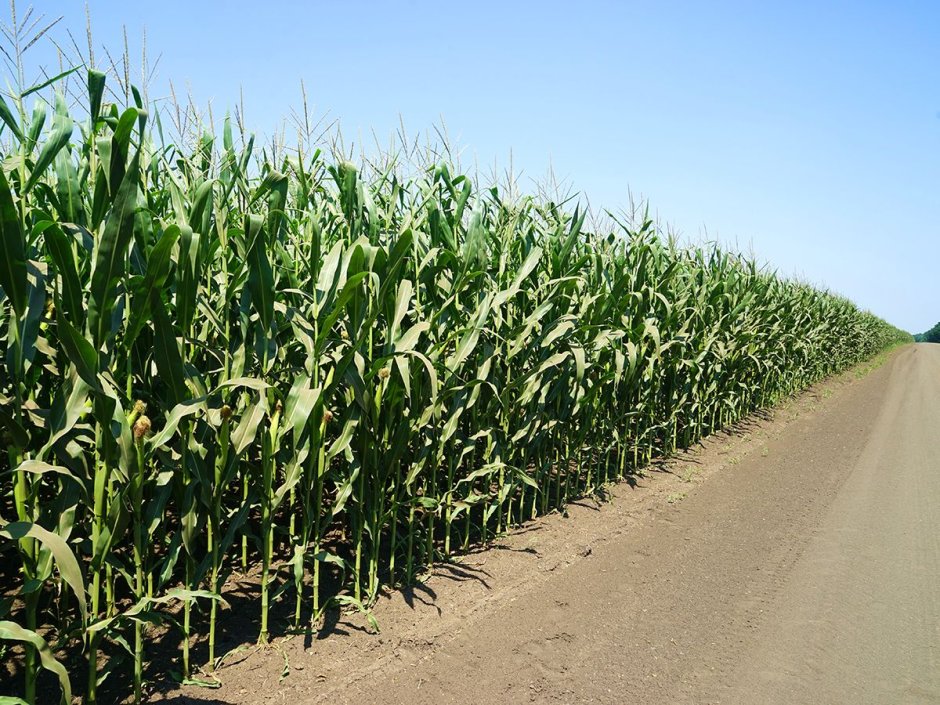 Поля кукурузы в Краснодаре