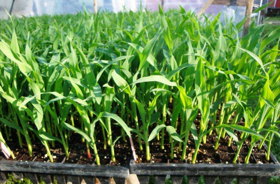 Высаживание кукурузы рассады