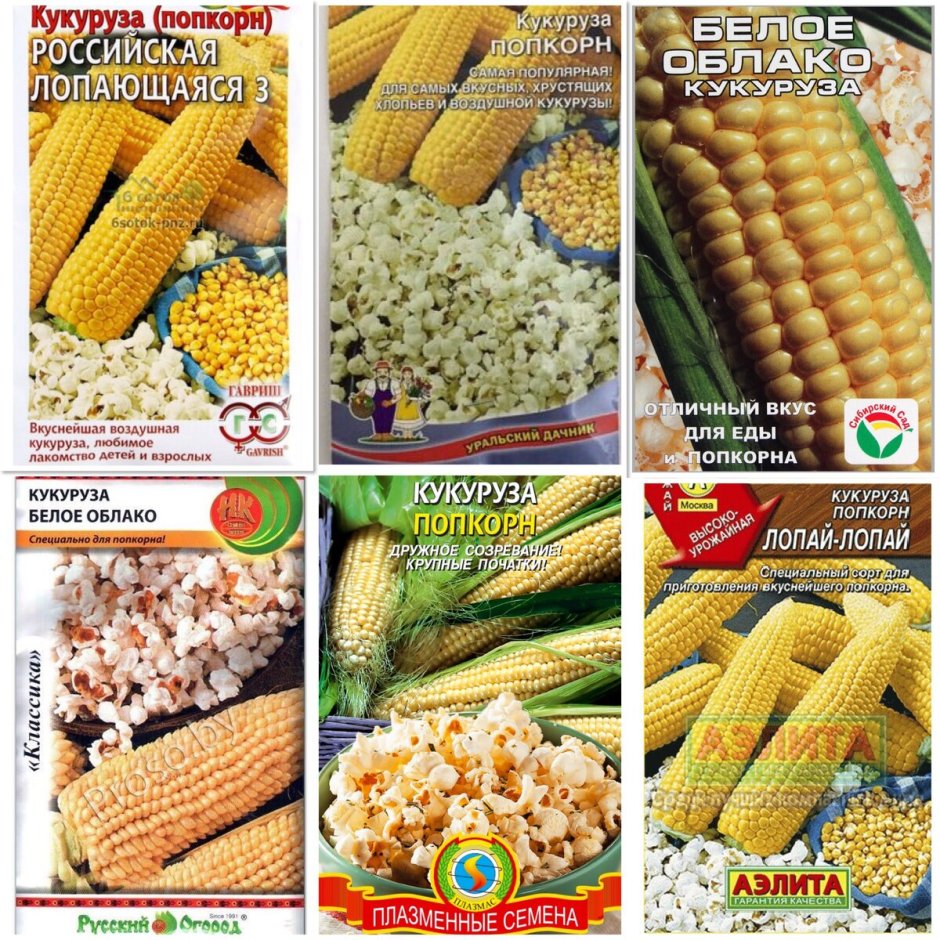 Высокоурожайные сорта кукурузы на зерно