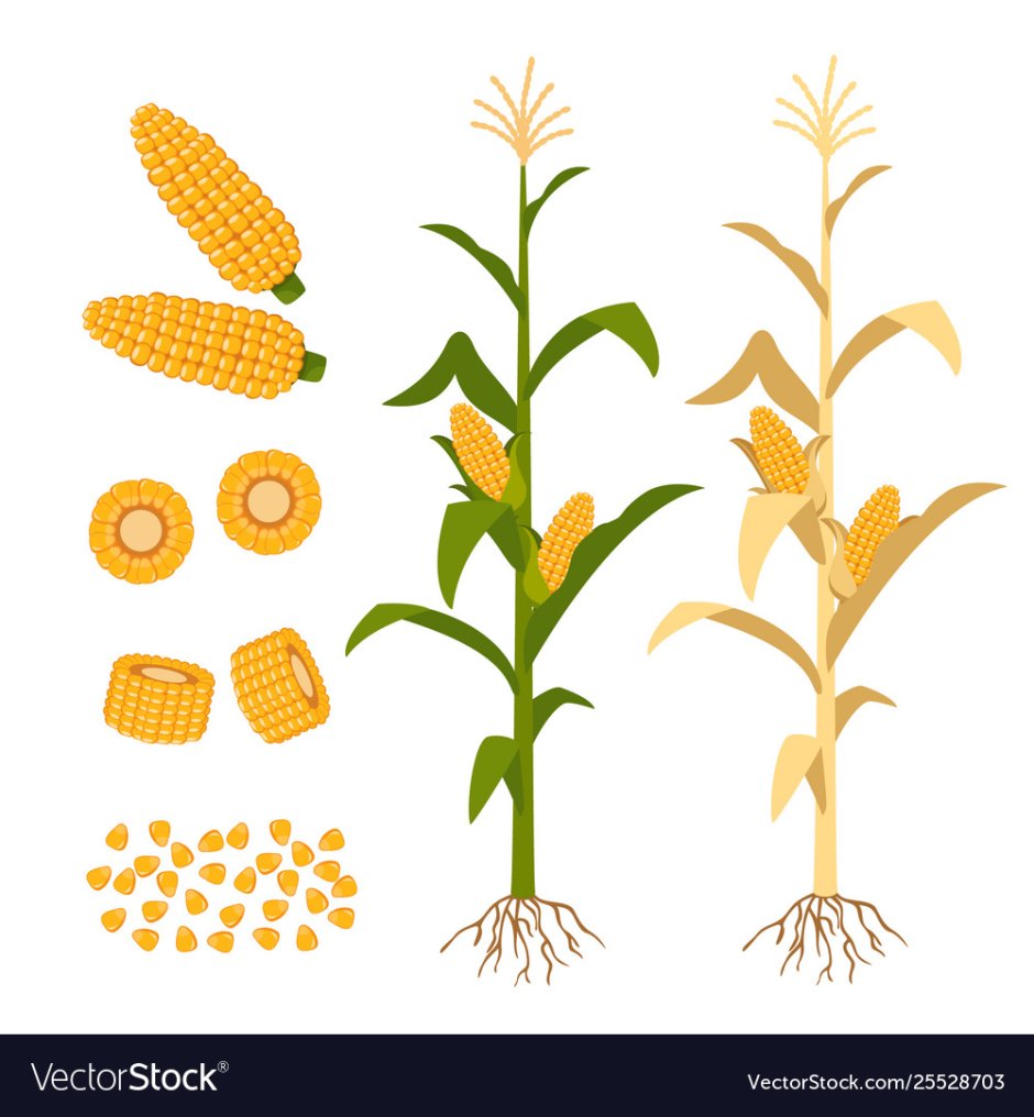 Кукуруза растение на белом фоне Графика